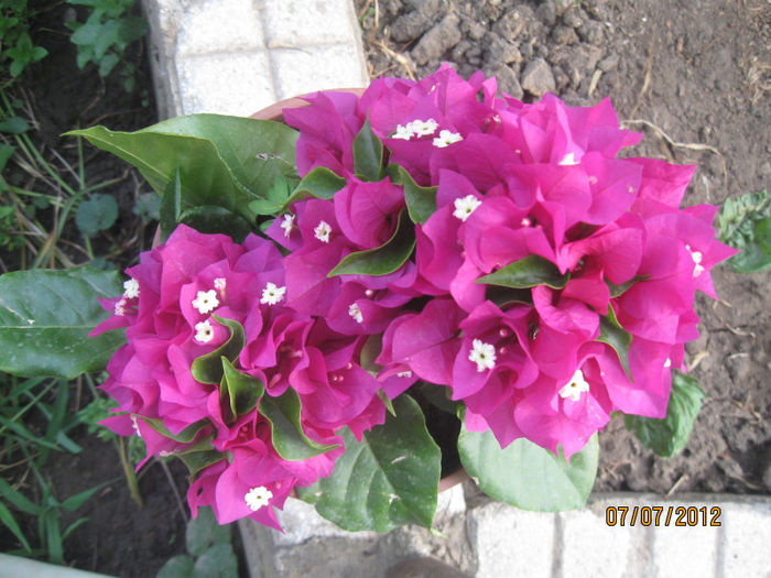 IMG_2762 - 1Gradina mea