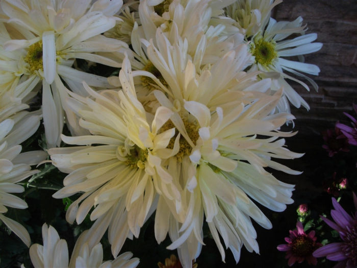 Picture 049 - Crizanteme 2012