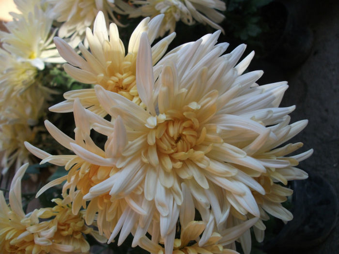 Picture 051 - Crizanteme 2012