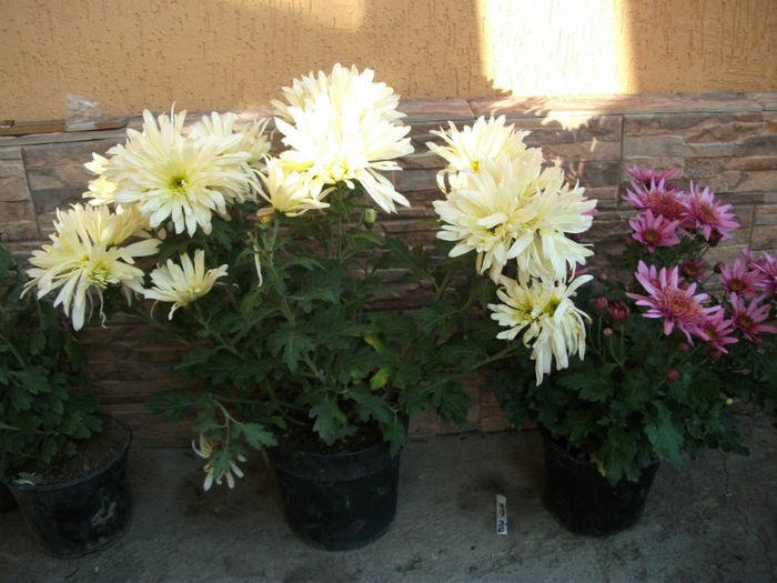 Picture 059 - Crizanteme 2012