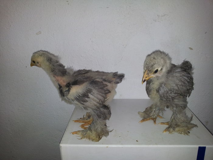 pereche albastru seria I