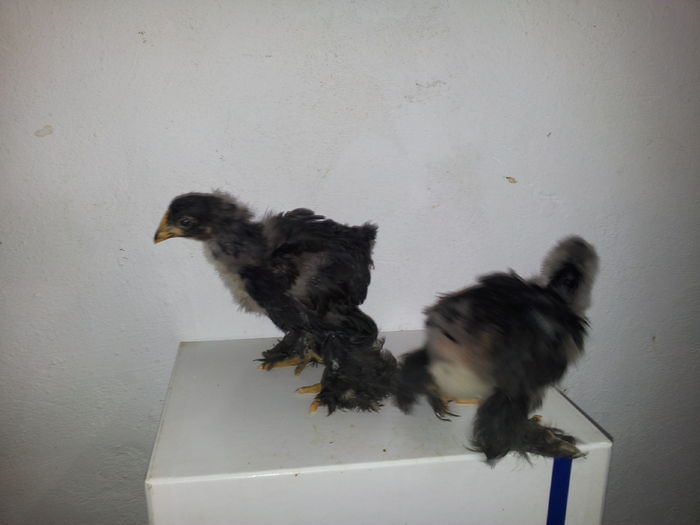 cochi negru pereche seria I