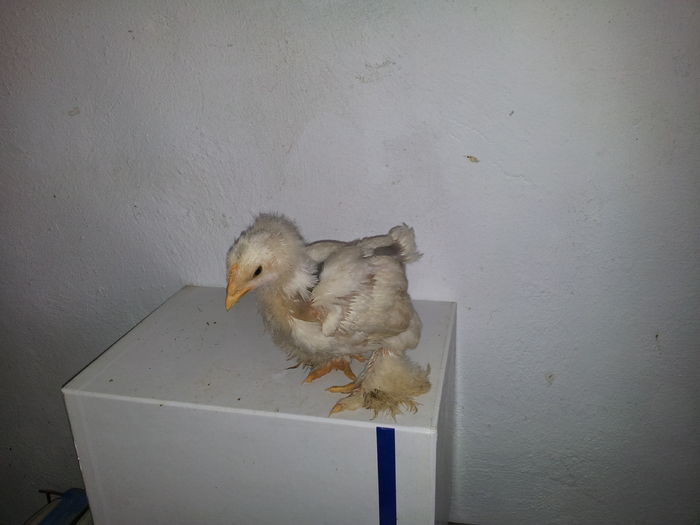 cochi alb cocos seria I