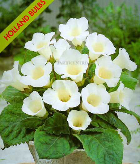 gloxinia_mont_blanc - achizitii gloxi si nu numai 2013