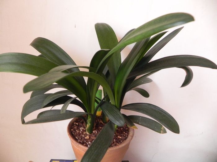 Hirao green din seminte - CLIVIA