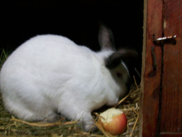 papita in habitat