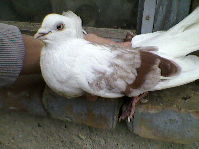 Ady91-0009