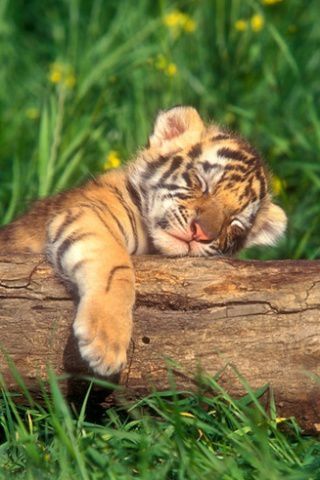  - BAby TIgeR