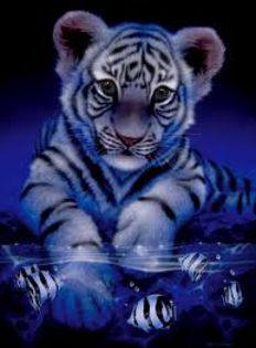  - BAby TIgeR