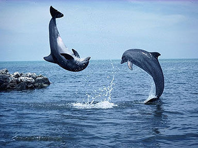  - DOlpHIns