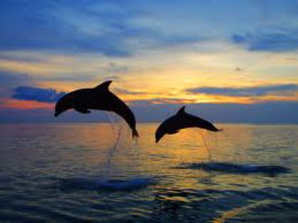  - DOlpHIns