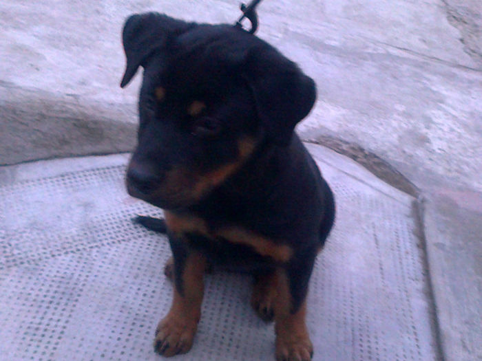 HERRA - HERRA_femela rottweiler