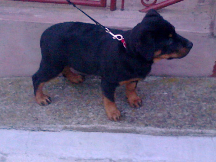 HERRA - HERRA_femela rottweiler