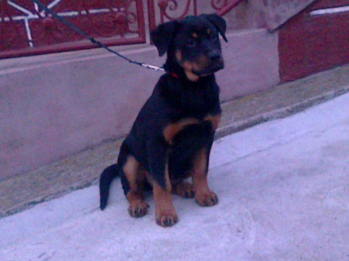 HERRA - HERRA_femela rottweiler