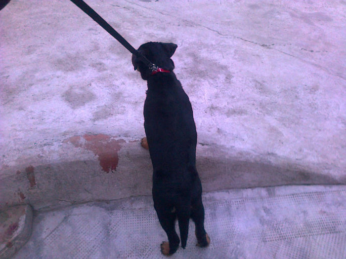 HERRA - HERRA_femela rottweiler