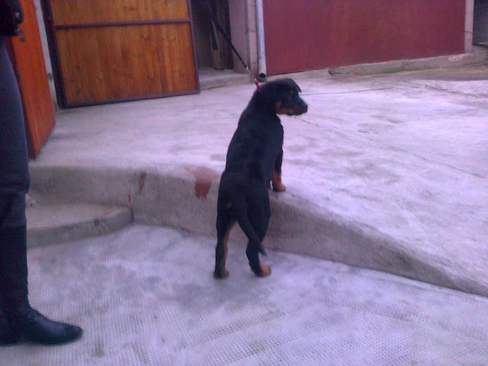 HERRA - HERRA_femela rottweiler