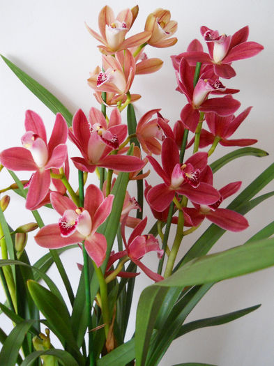 DSCN0923 - cymbidium