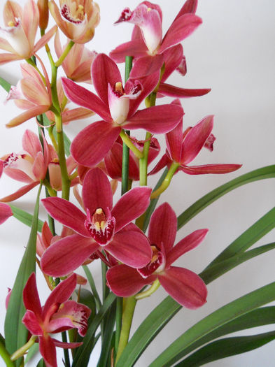 DSCN0928 - cymbidium