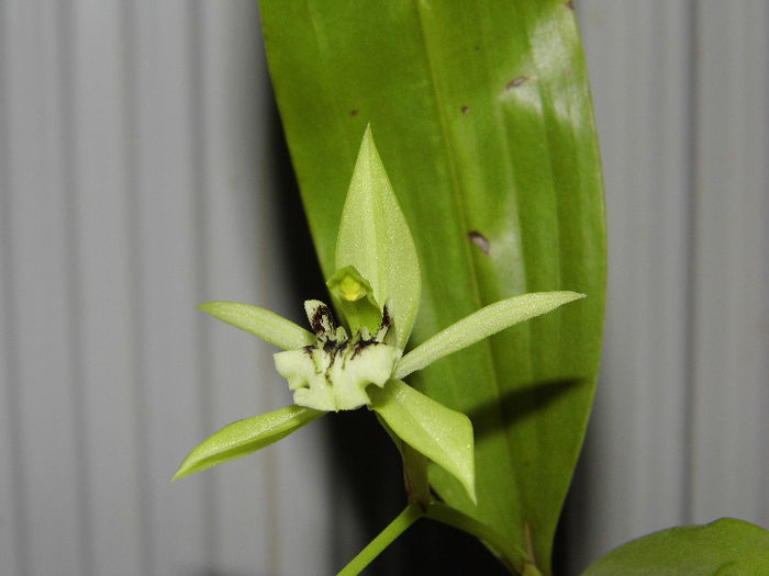 IMG_0078 - coelogyne pandurata