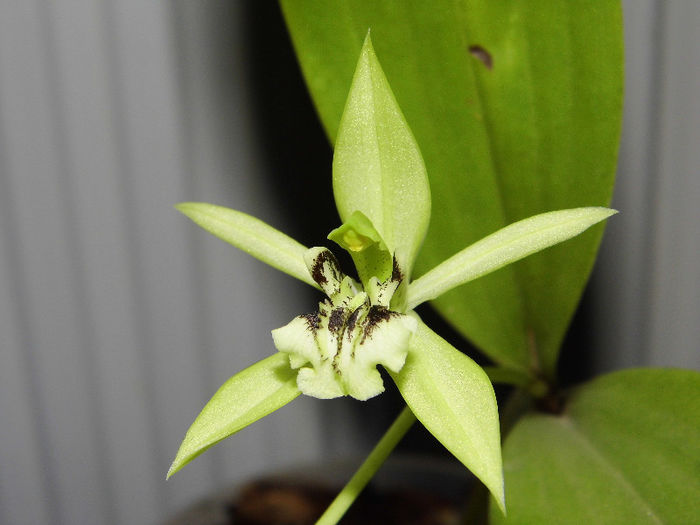 IMG_0081 - coelogyne pandurata