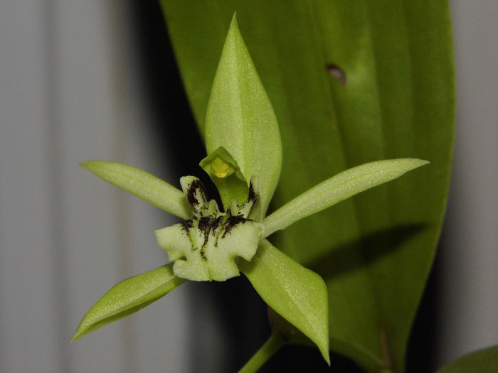 IMG_0082 - coelogyne pandurata