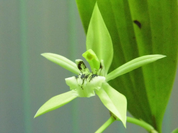 IMG_0084 - coelogyne pandurata