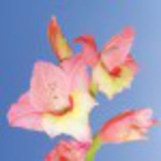 gladiola-75706x75