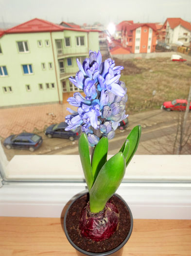 DSC01019 - Hyacinthus albastru