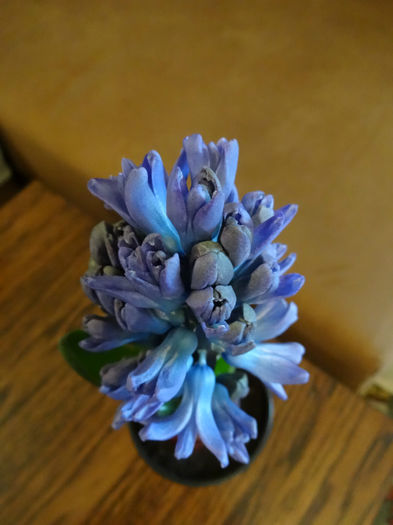 DSC01025 - Hyacinthus albastru