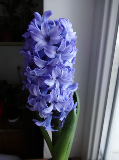 DSC01032 - Hyacinthus albastru