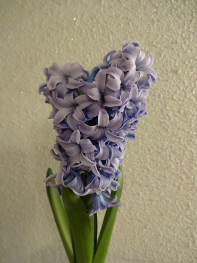 DSC01086 - Hyacinthus albastru