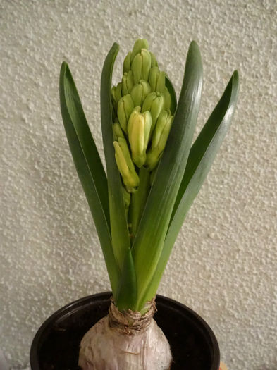 DSC01089 - Hyacinthus galben