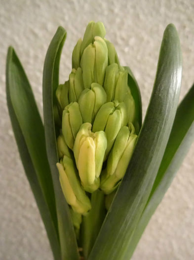 DSC01090 - Hyacinthus galben