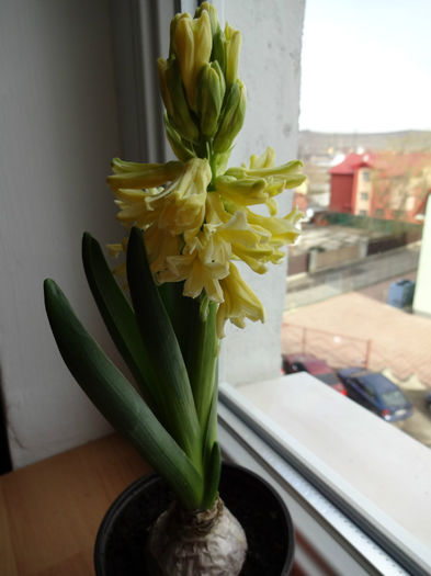 DSC01112 - Hyacinthus galben