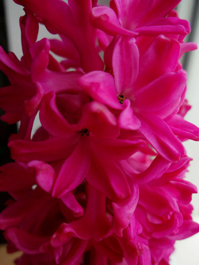 DSC01168 - Hyacinthus rosu