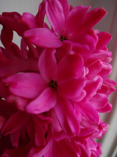 DSC01171 - Hyacinthus rosu