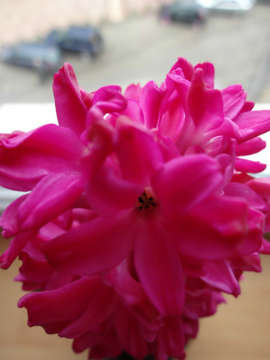 DSC01172 - Hyacinthus rosu