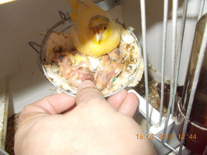 DSCN0249; o mamica grijulie
