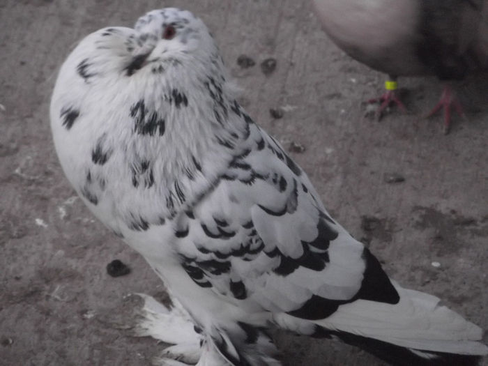 mascul - diverse foto