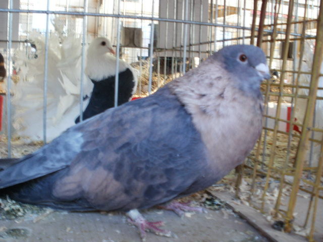 femela - diverse foto