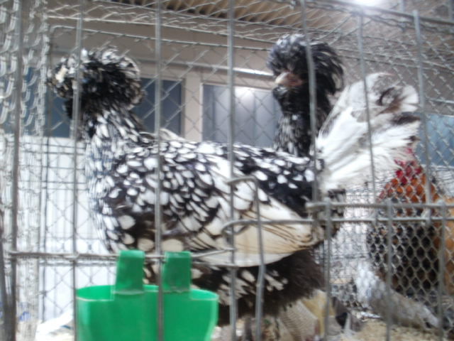 pereche - diverse foto