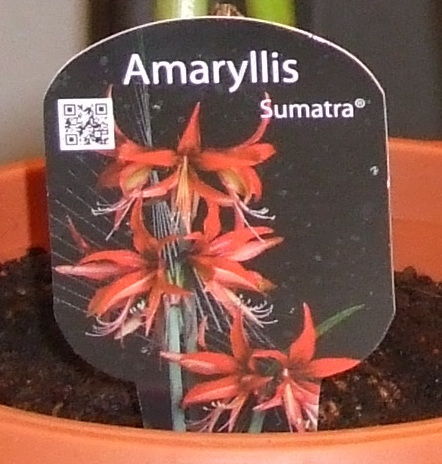 Eticheta Sumatra - Sumatra