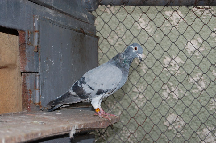 CLASATA MOSCOVA 2009