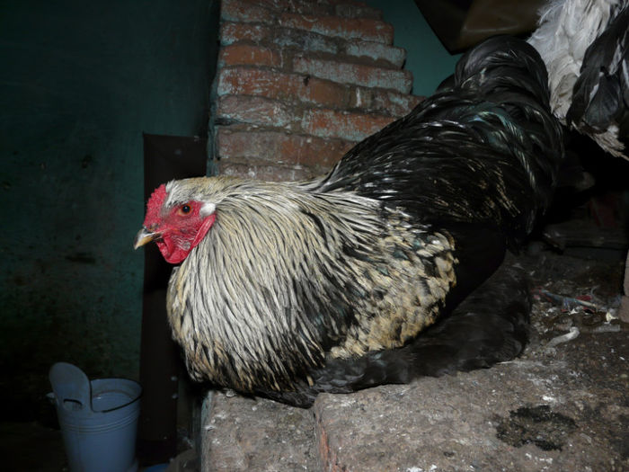 fn; brahma herminat inchis
