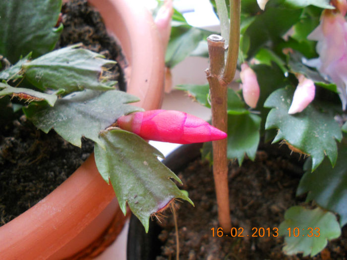 DSCN2637 - Schlumbergera 2012-2013