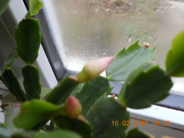DSCN2639 - Schlumbergera 2012-2013