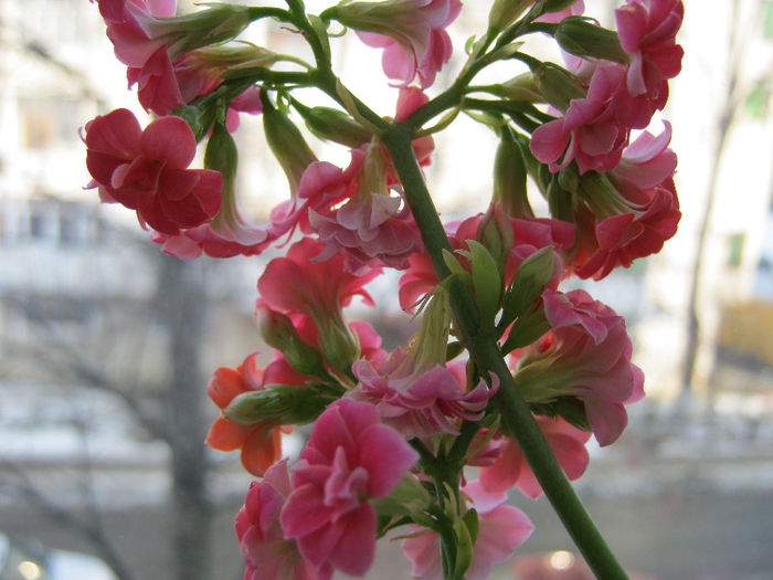 IMG_5055 - KALANCHOE