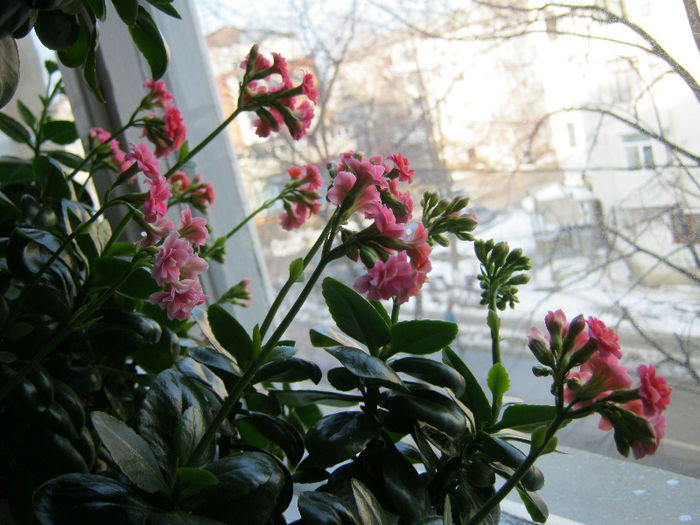 IMG_5094 - KALANCHOE