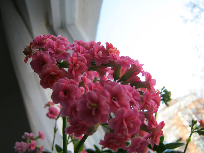 IMG_5097 - KALANCHOE