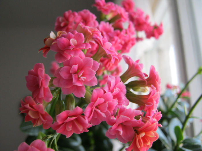 IMG_5106 - KALANCHOE